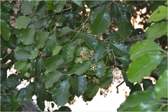 Olea paniculata